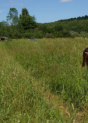 beautiful, pee hunters